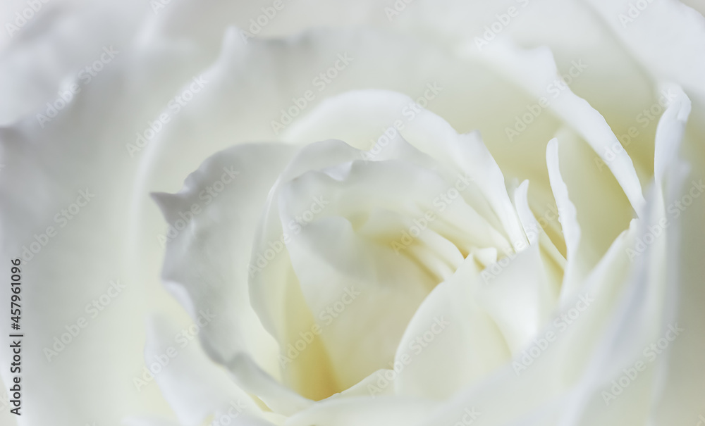 Abstract floral background, white rose flower petals. Macro flowers backdrop for holiday design. Soft focus. Abstract floral background, white rose flower petals. Macro flowers backdrop for holiday design. Soft focus.
