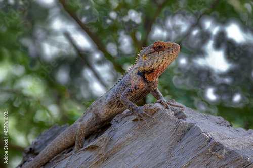 Oriental garden lizard on the tree in blur green background 