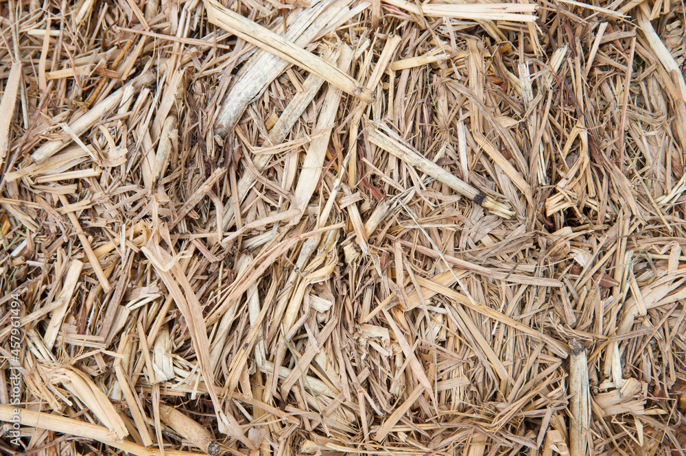Dry straw, feed for animal husbandry and agriculture. Dry straw, feed for animal husbandry and agriculture.