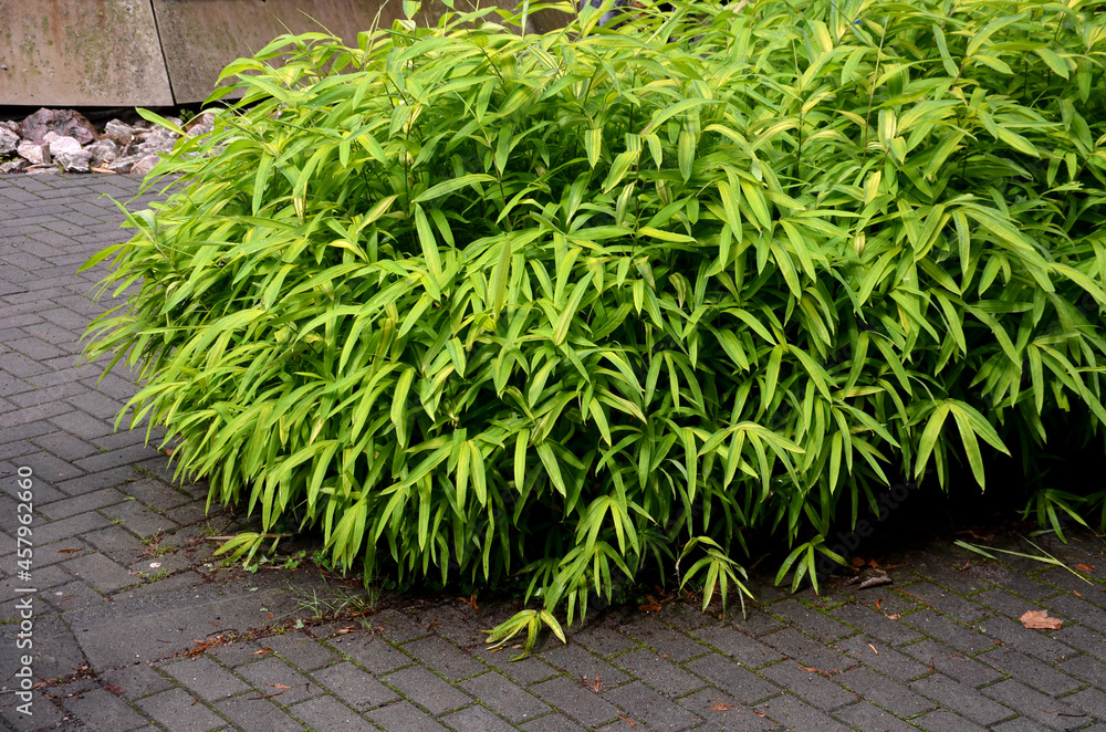 ground cover dwarf bamboo reaches a height of about 0.8 m with regularly arranged leaves of deep green color. It forms a very dense habit and is also used as a substitute for lawns. - obrazy, fototapety, plakaty 