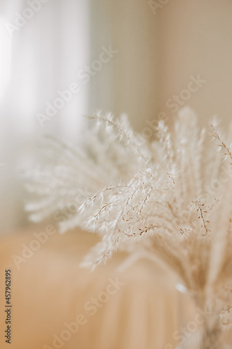 depth of field selective focus close bouquet of dried flowers. reed - grass family. beige monochrome image.