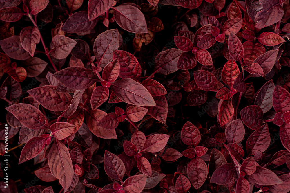 closeup nature view of purple leaves background, dark nature concept - obrazy, fototapety, plakaty 