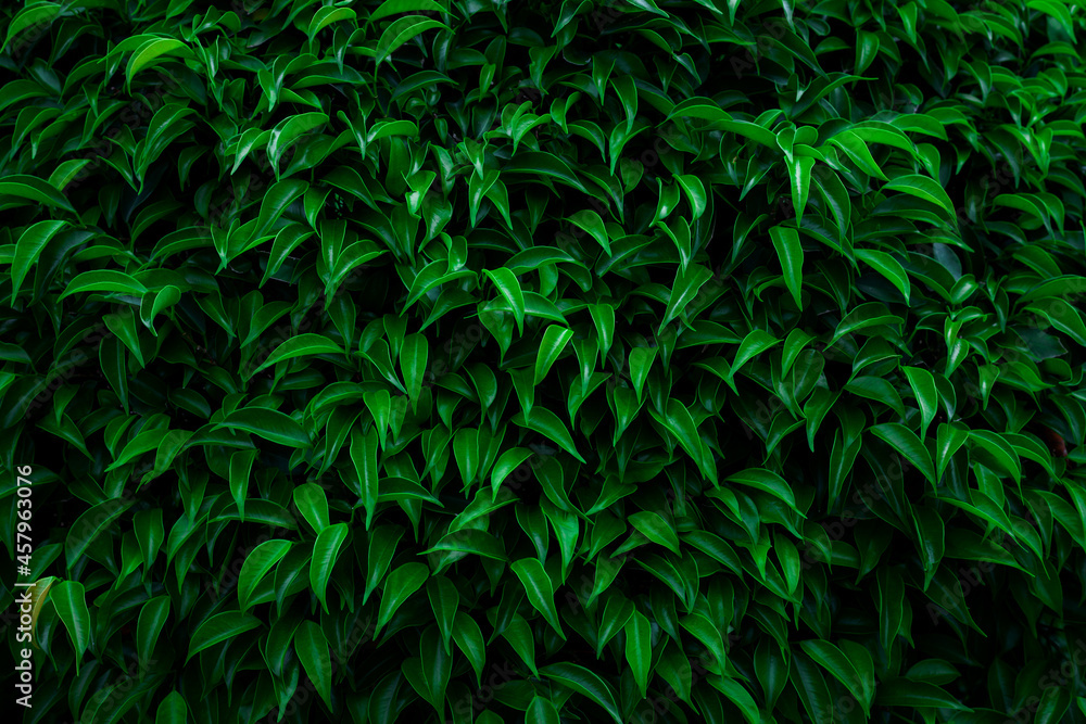 closeup nature view of tropical leaves background, dark nature concept