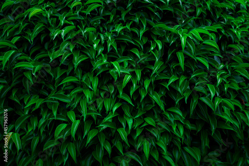 closeup nature view of tropical leaves background  dark nature concept