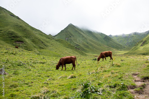 Cow grazing in green mountains with fog, puy de Sancy Country, Auvergne  © JKn