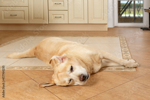 Photography Sick dog lying on the floor with a sad look, suffering from allergies with a swollen snout