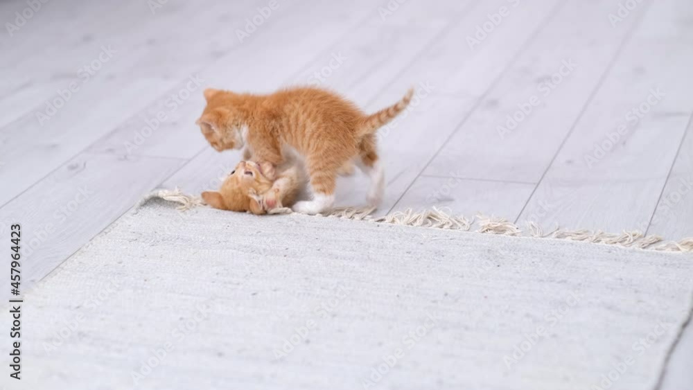 4k Two little red ginger striped playful kittens playing at home. Cats play together, somersault, roll over, make funny poses at grey floor. Healthy adorable domestic pets and cats. 4k Two little red ginger striped playful kittens playing at home. Cats play together, somersault, roll over, make funny poses at grey floor. Healthy adorable domestic pets and cats.