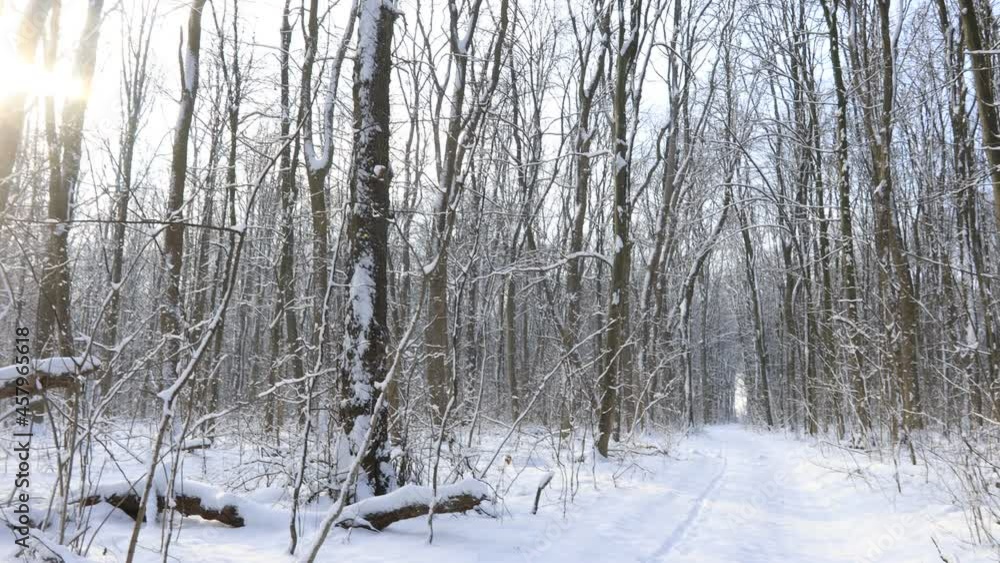 forest trees. nature snow wood backgrounds. panorama forest trees. nature snow wood backgrounds. panorama