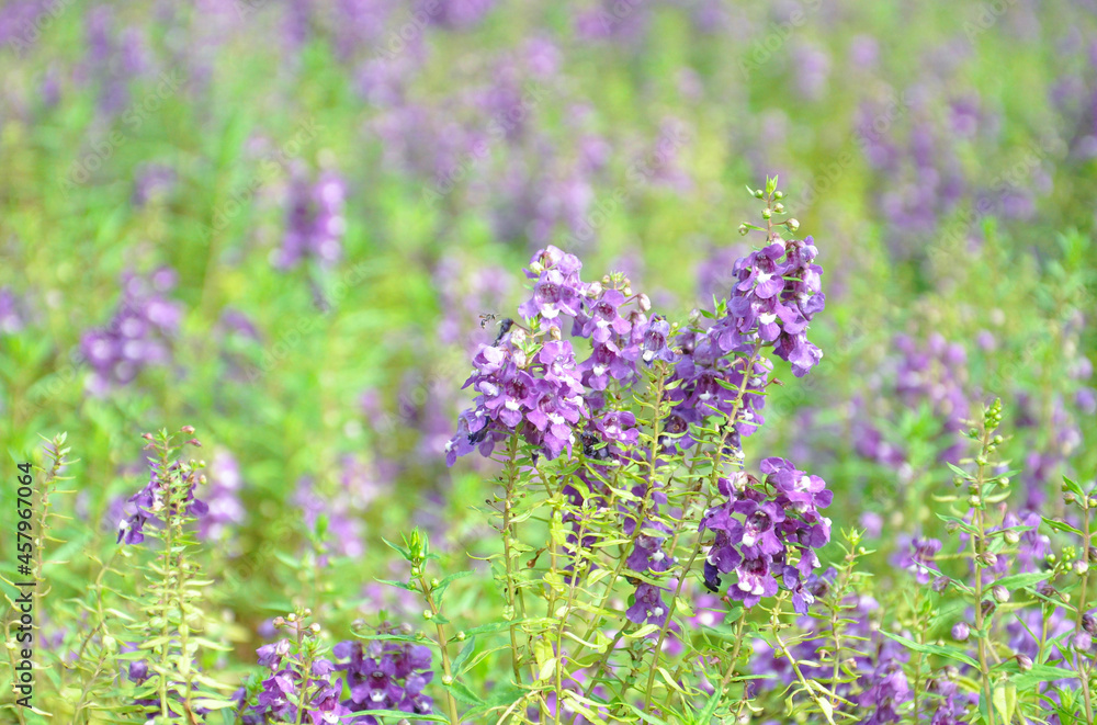 Fototapeta premium Angelonia, Angelface Blue (Summer Snapdragon) is a tender perennial, usually grown as an annual, boasting a profusion of showy spikes of large, deep violet-blue flowers