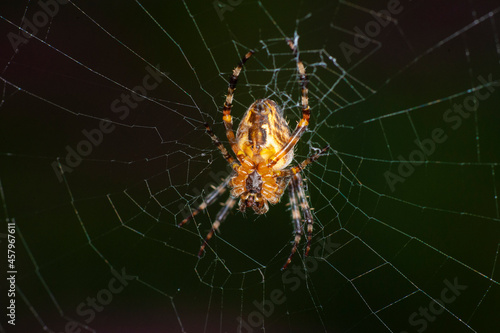Large spider sits in its web
