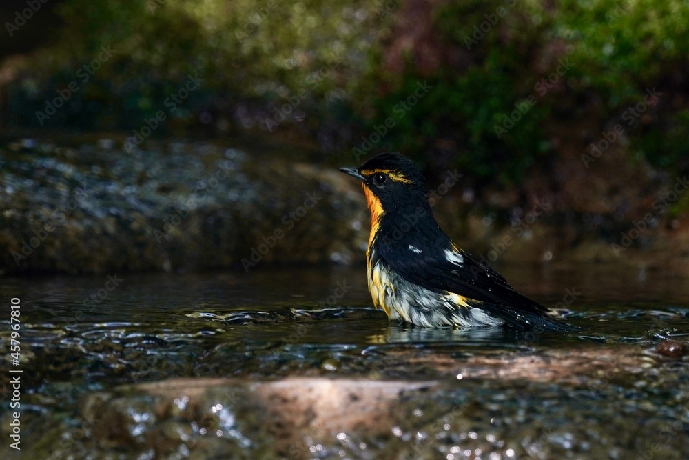 narcissus flycatcher is bathing narcissus flycatcher is bathing