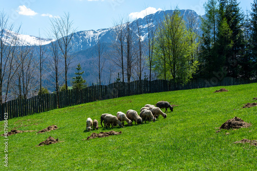 Owce barany na łące na tle gór