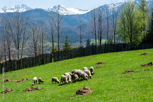 Owce barany na łące na tle gór