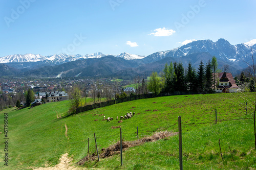 Owce barany na łące na tle gór w Zakopanym