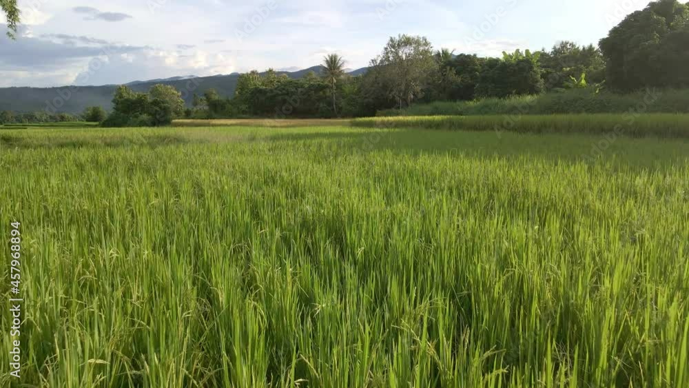 Rice crops growing in northern Thailand. Rice crops growing in northern Thailand.