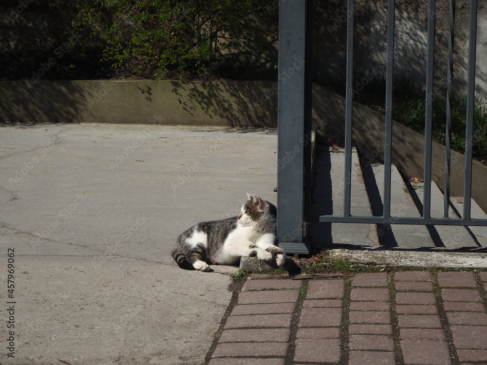 Tabby cat basking in the sun 