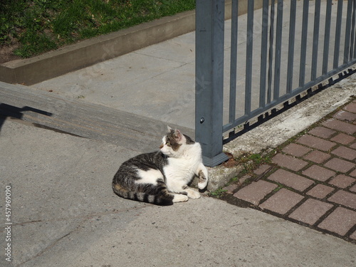 Tabby cat basking in the sun  © Evgeniya