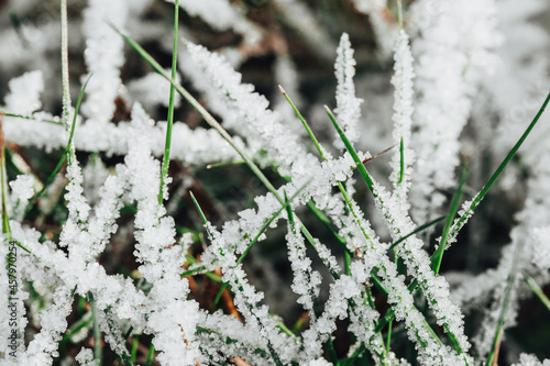 Frozen grass covered with snow and frost in late autumn with the onset of frost photo