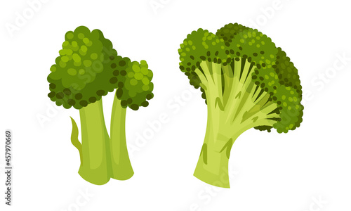 Broccoli Cabbage as Edible Green Plant with Stalk and Flowering Head Vector Set