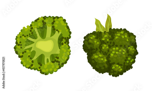 Broccoli Cabbage as Edible Green Plant with Stalk and Flowering Head Vector Set