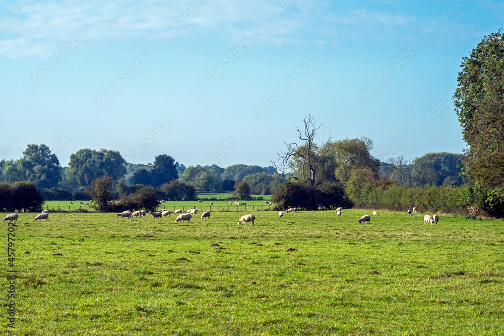 Green field with grazing sheep near York, England