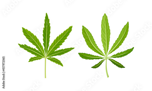 Cannabis Plant Growing with Serrate Leaflet as Cultivar for Medical Use Vector Set