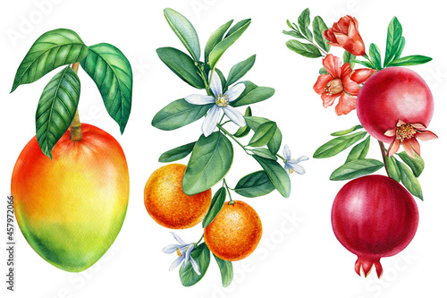 Tropical fruit on a white background. pomegranate, tangerine and mango on a branch. Watercolor botanical illustration