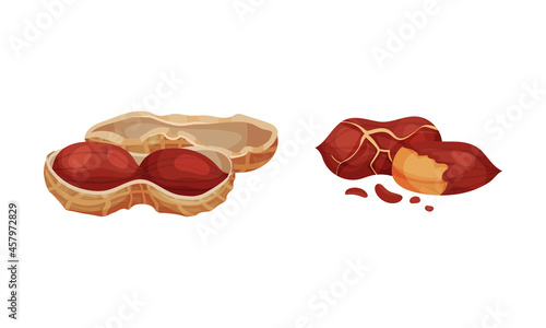 Peanuts in nutshell set. Kernels and peeled nuts vector illustration