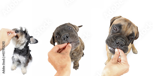 human hand giving a treat to dogs of different breeds 