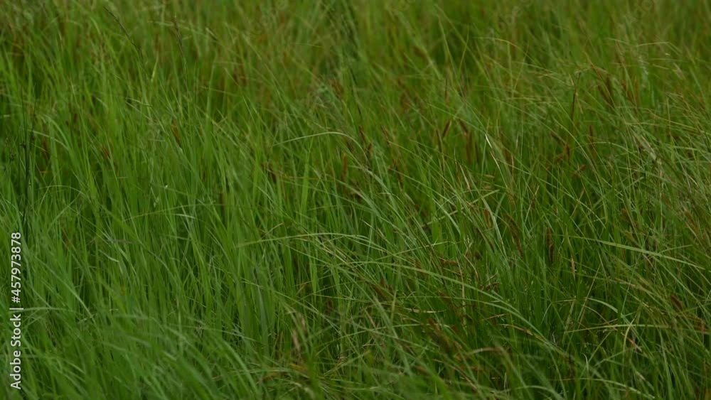 Tall Grasses Blow Gently In The Breeze Alongside Sprague Lake Tall Grasses Blow Gently In The Breeze Alongside Sprague Lake