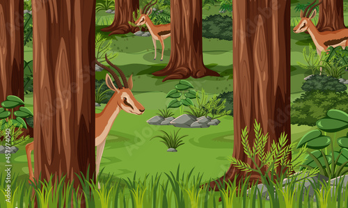 Photography Wild animals in forest landscape background