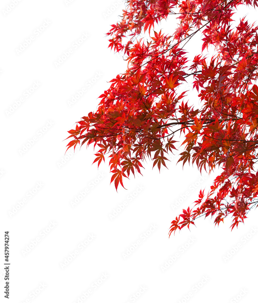 Branches with colorful autumn leaves isolated on white background. Selective focus. Acer palmatum (Japanese maple) Branches with colorful autumn leaves isolated on white background. Selective focus. Acer palmatum (Japanese maple)