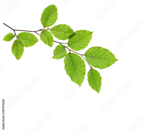 Papier peint Beech branch with fresh green leaves isolated on white background