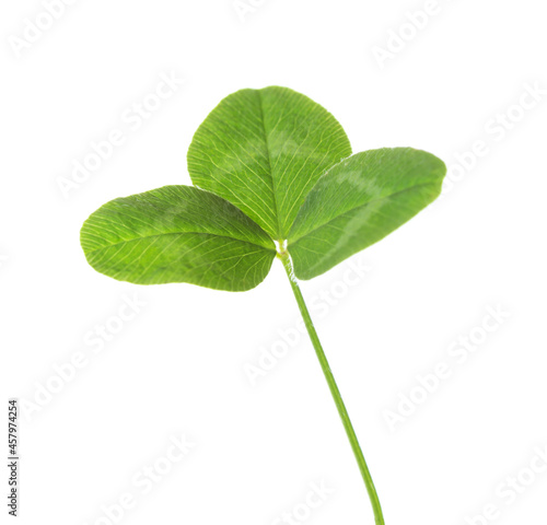  Fresh green  leaf of  White Clover (Trifolium repens) isolated on white background. Selective focus