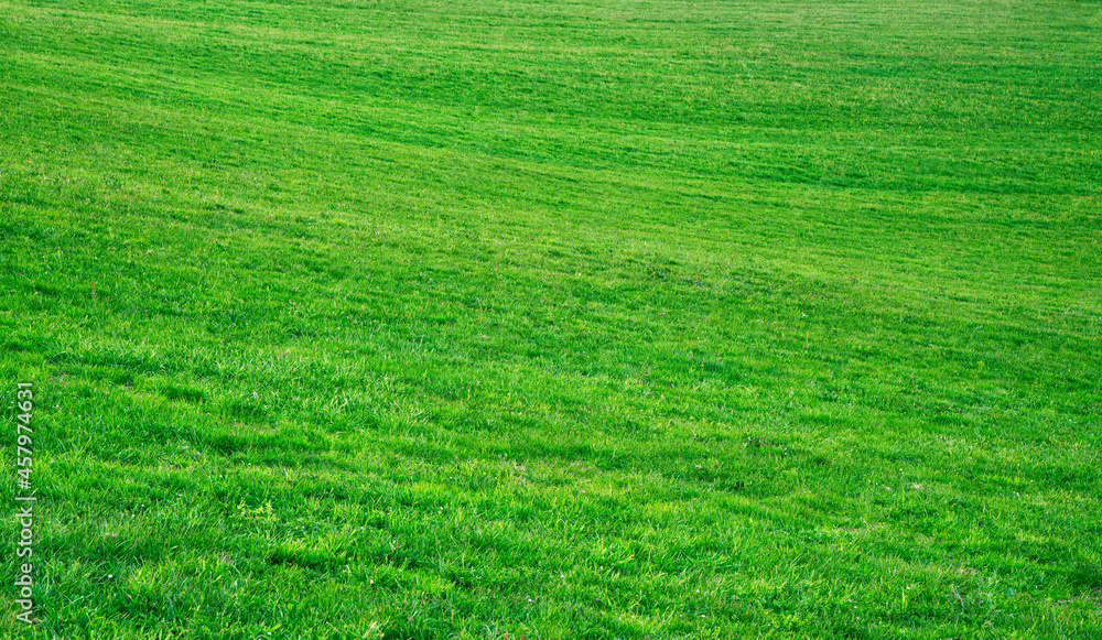 Fototapeta premium Grass texture. Background