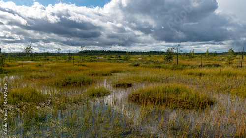 view of the bog in autumn, beautiful bog vegetation, traditional pines, grass, moss and lichens in autumn colors, autumn time in nature, Palsu bog, Jumgurd parish, Erglu region, Latvia