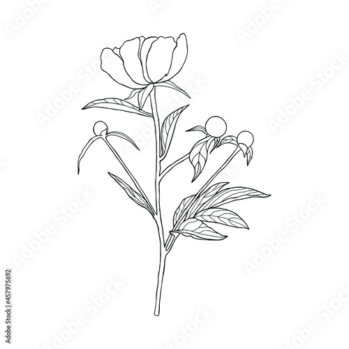 Black and white peony. Can be used for postcards, invitations, advertising, web, textile and other.