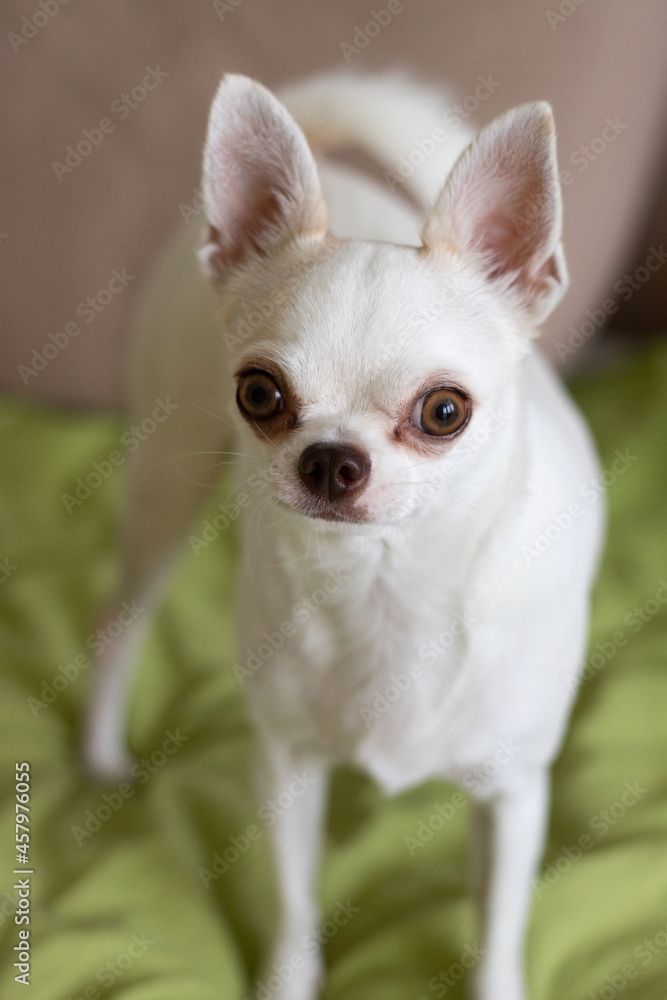 cute chihuahua sitting at home on the couch