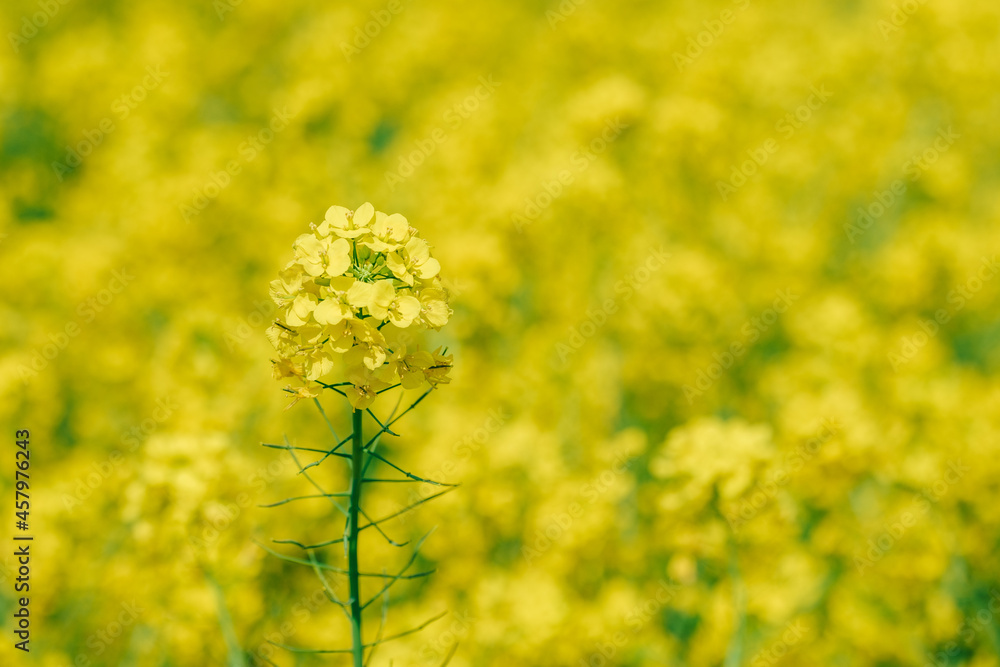 Fototapeta premium 菜の花
