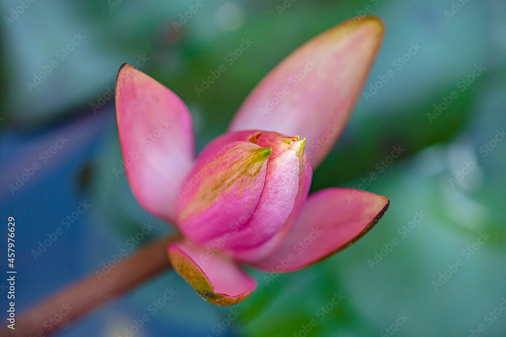 Beautiful pink water lily or lotus flower. Beautiful pink Lotus Flower with green leaf in pond. Beautiful pink water lily or lotus flower. Beautiful pink Lotus Flower with green leaf in pond.