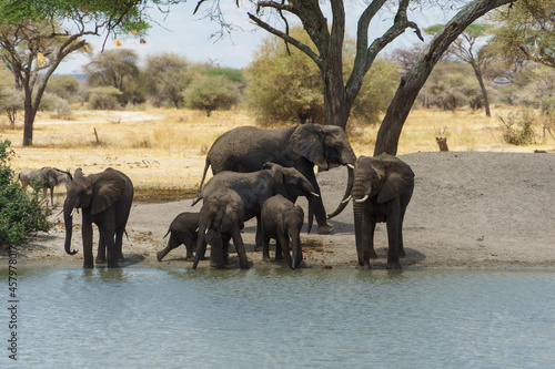 A herd of elephants drinking water deliciously at the waterside of Tarangire National Park in Tanzania