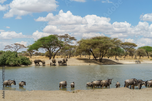 Wildlife gathering in the wide sky and waters of Tarangire National Park in Tanzania