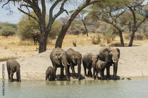 A herd of elephants drinking water deliciously at the waterside of Tarangire National Park in Tanzania