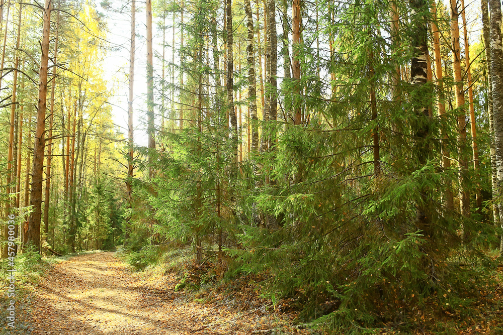 Fototapeta premium summer landscape in forest background panorama nature summer season landscape trees