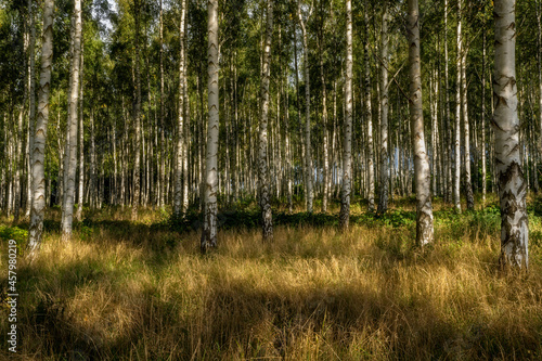 Fototapeta Naklejka Na Ścianę i Meble -  Birches in yellow autumn birch forest with golden sunlight.