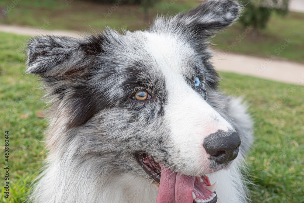 Portrait of young Australian Shepherd Dog