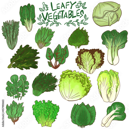 葉物野菜　アイコン　手描き　素材