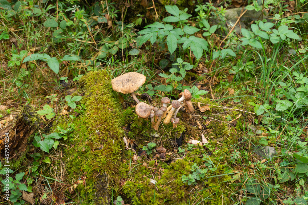 Mushrooms with a large cap and tall stem among the vegetation Mushrooms with a large cap and tall stem among the vegetation