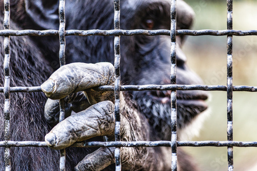 Quadro em tela Chimpanzee in captivity in the zoo cage