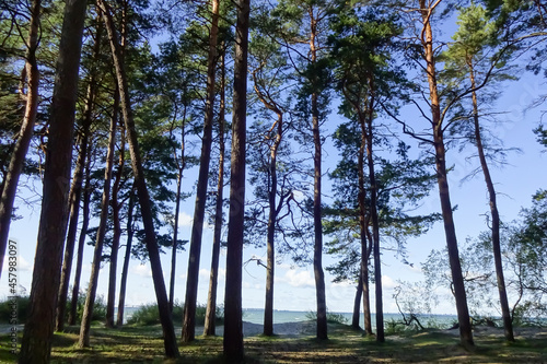 High pine trees landscape in Pirita. View through pine trees to the sea. Forest at Baltic sea. Sunny day with blue clear sky. Tallinn, Estonia, Europe. September 2021
